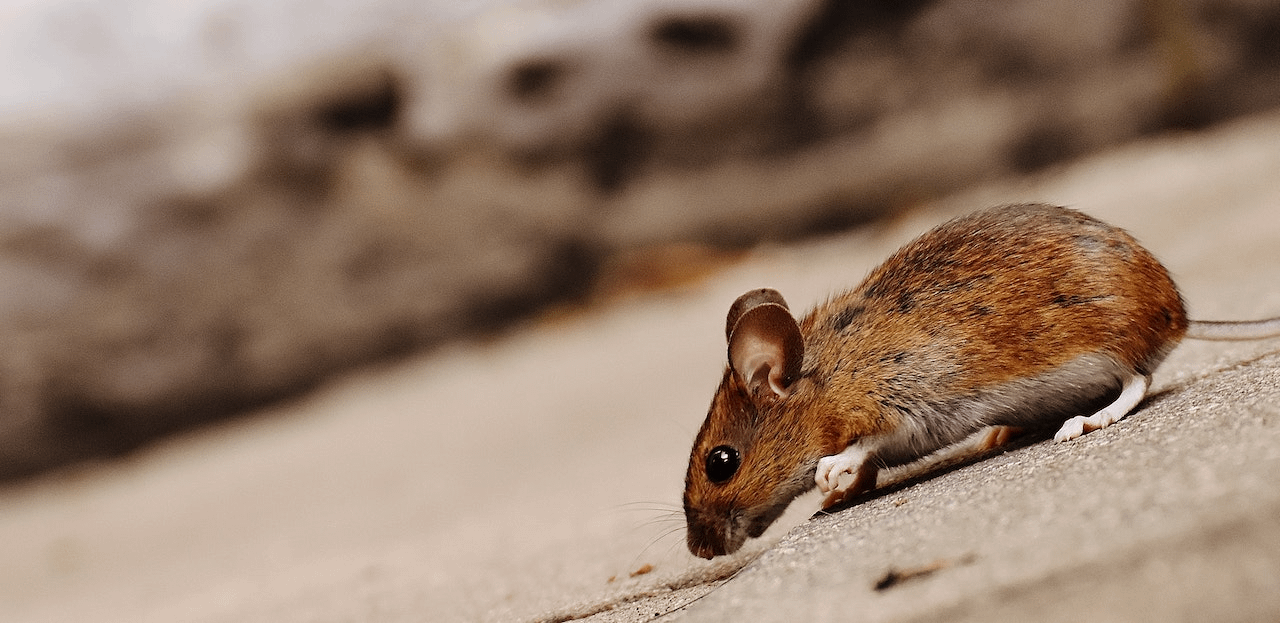 a close up image of a mouse