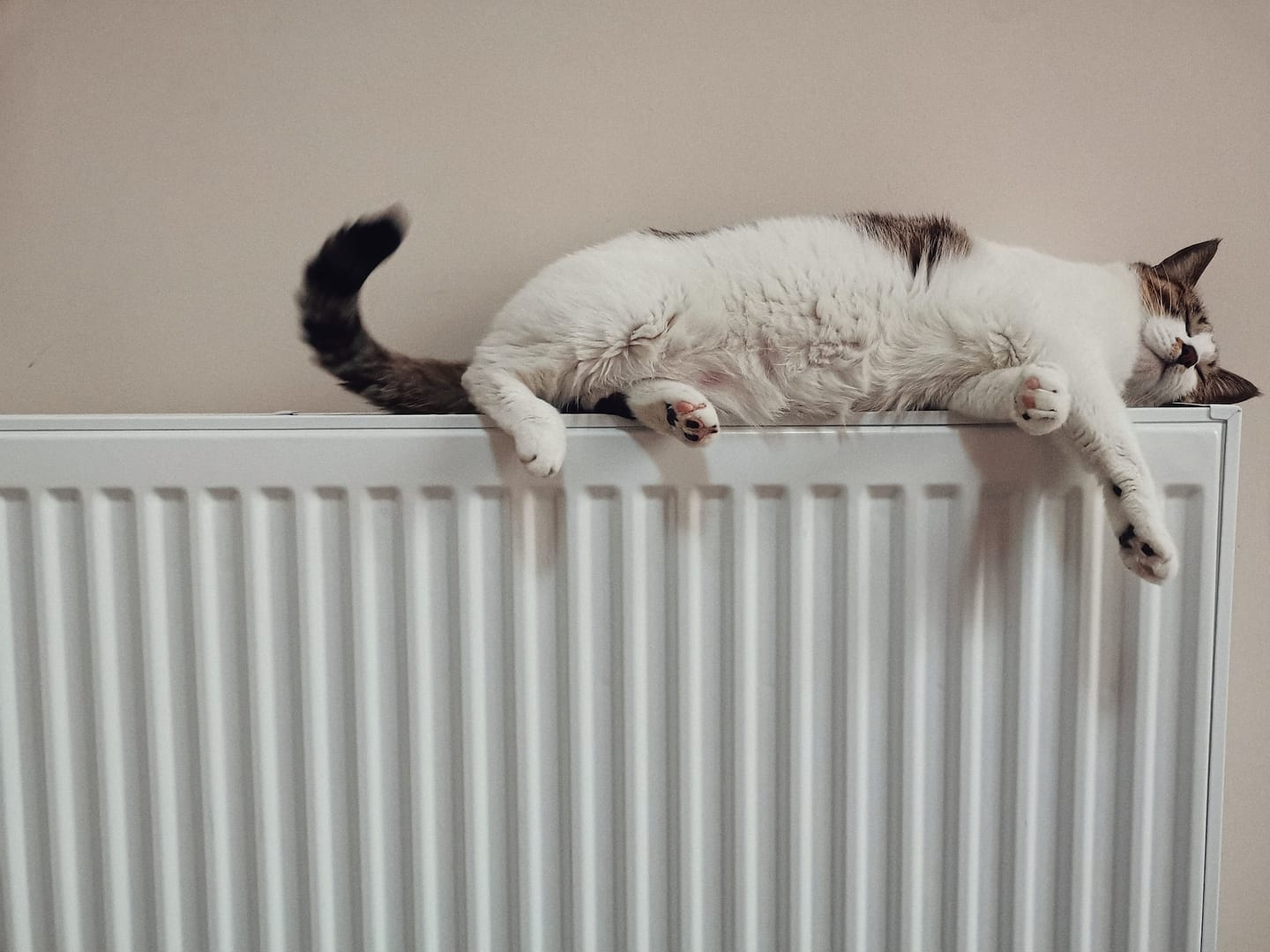 cat lying on a radiator