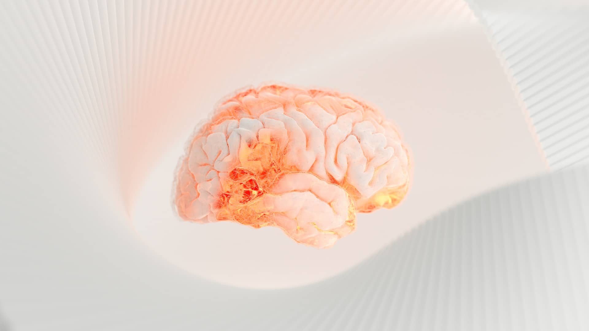 3D image of a brain