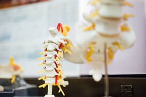 medical spine 3d diagram