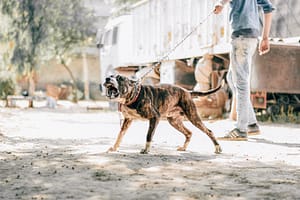 A dog barking on a lead