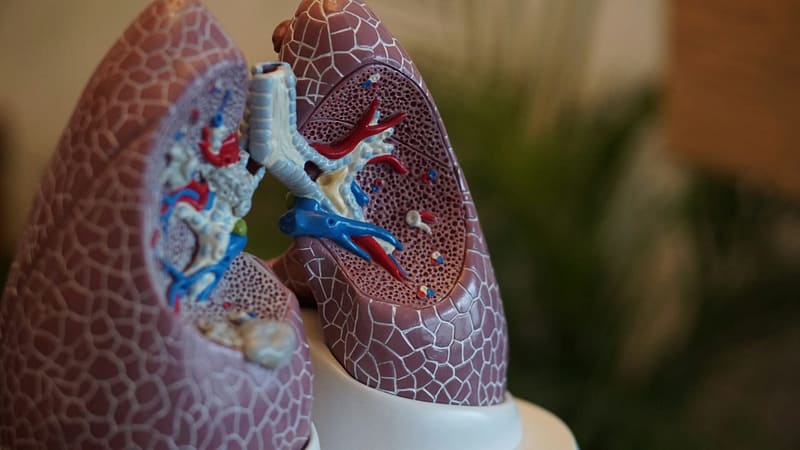 model of lungs