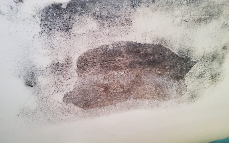 Damp and Mould