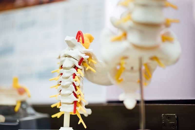 medical spine 3d diagram