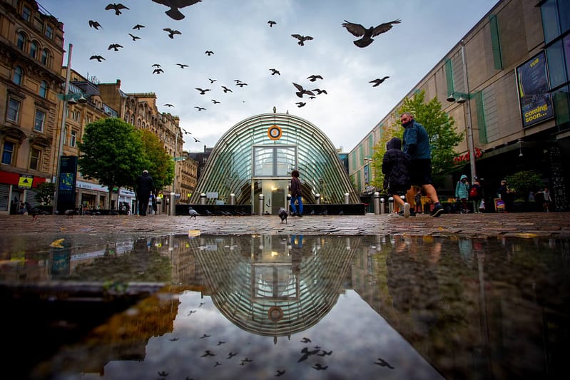 Puddle reflected pigeons in Glasgow on a rainy August afternoon